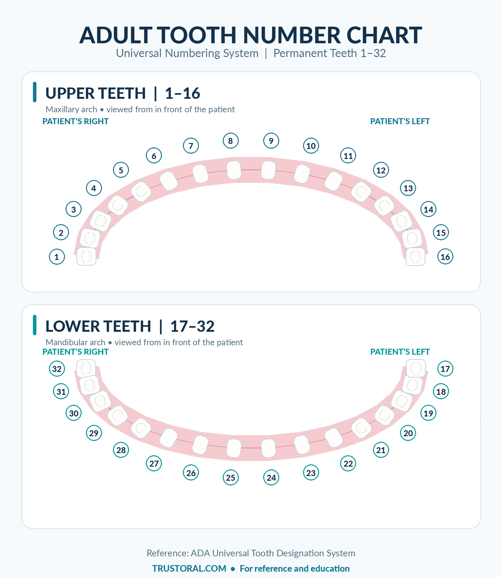 Adult tooth number chart showing permanent teeth 1–32 from the patient's perspective