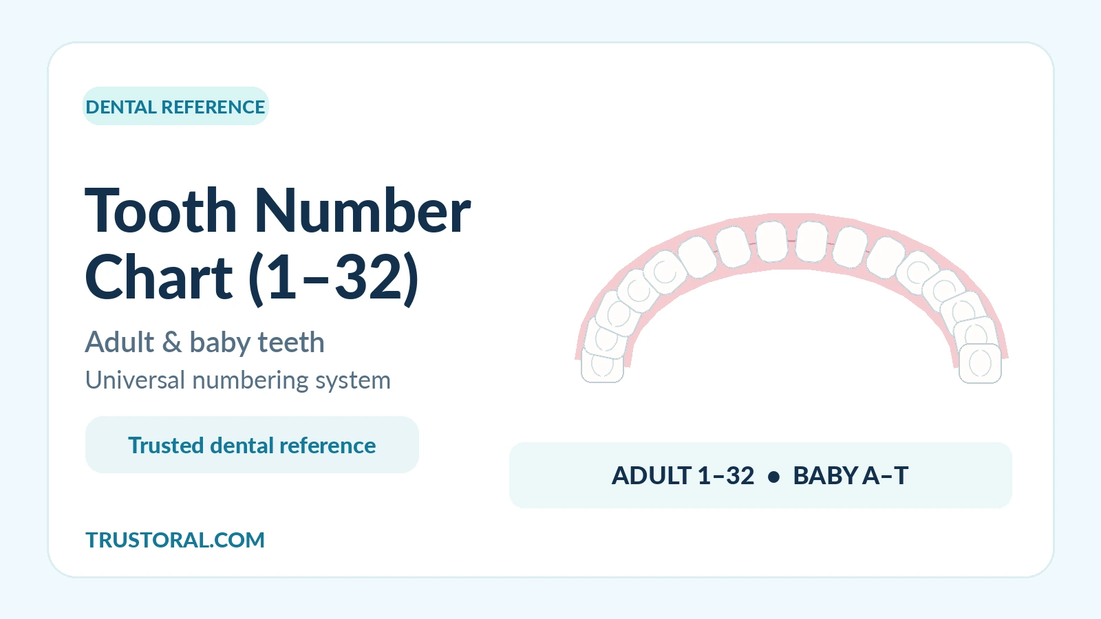 TrustOral tooth number chart guide for adult teeth 1–32 and baby teeth A–T